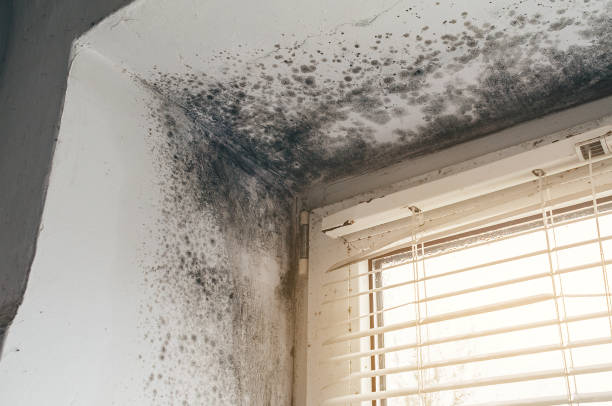 Affordable Basement Mold Removal solutions in Gallitzin, PA